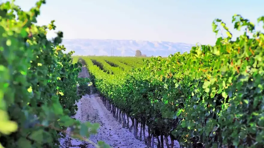 Puglia region